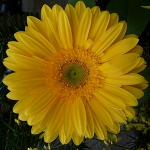 Gerbera